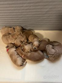 Golden Retriever Linea Americana