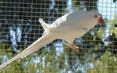 Parrocchetti dal collare