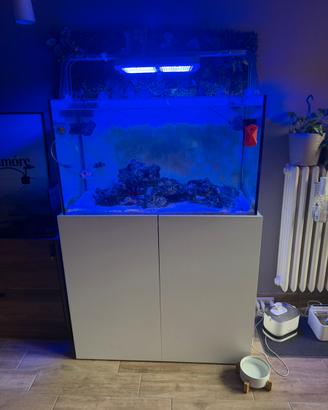 Acquario marino