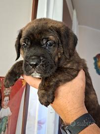 Cuccioli di cane corso