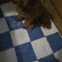 Barboncino mini toy rosso