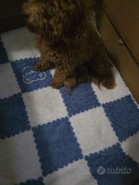 Barboncino mini toy rosso