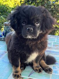 Cucciolo Tibetan Spaniel