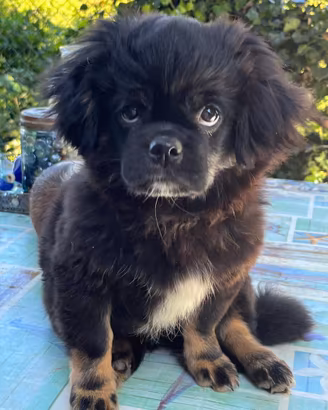 Cucciolo Tibetan Spaniel