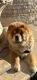 Chow Chow