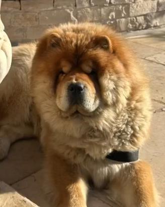 Chow Chow