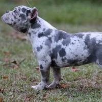 American Bully exotic Merle