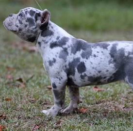 American Bully exotic Merle