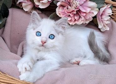 Ragdoll blue lynx bicolor con pedigree