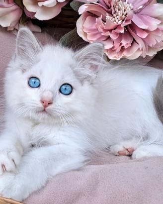 Ragdoll blue lynx bicolor con pedigree