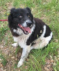 Cosmo 3 anni mix border collie