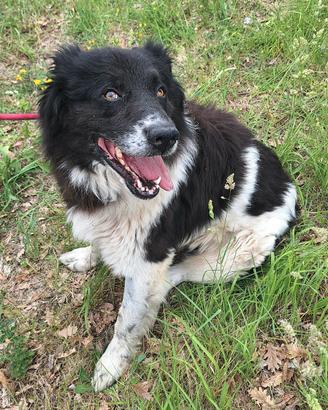 Cosmo 3 anni mix border collie