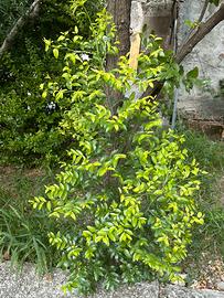 Pianta di giuggiola