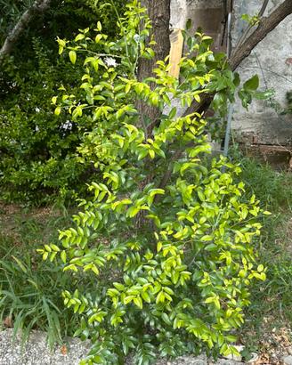 Pianta di giuggiola