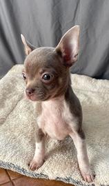 Chihuahua pc lilac