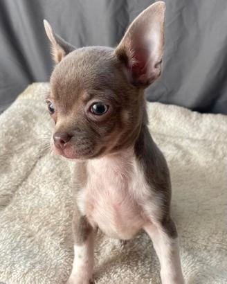 Chihuahua pc lilac