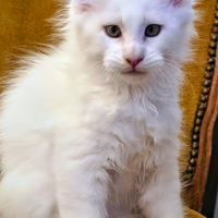 Cucciolo di maine coon