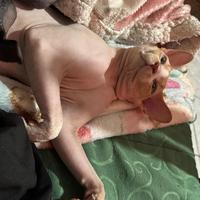 Sphynx Stallone Per Monta