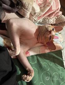 Sphynx Stallone Per Monta