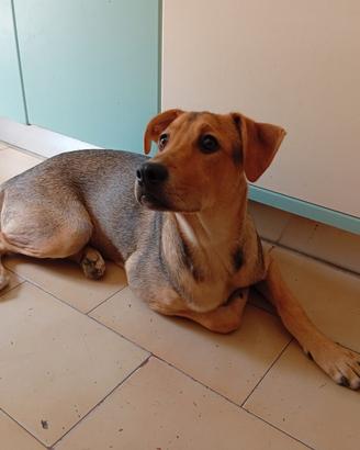 Cucciolo di 6 mesi