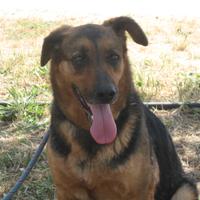 Adozione derivata pastore tedesco in canile