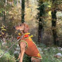 Cuccioli Segugio maremmano