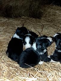Cuccioli di border collie