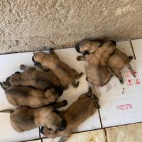 Cuccioli Kangal