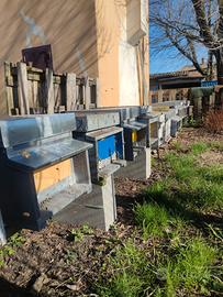 Nuclei / Famiglie di api