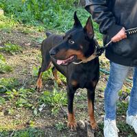Dobermann maschio