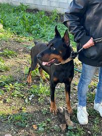Dobermann maschio
