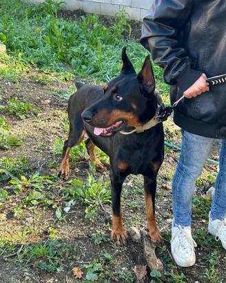 Dobermann maschio