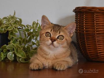 Gattina British shorthair