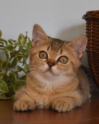 Gattina British shorthair