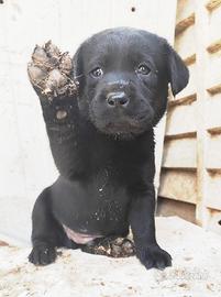 Labrador retriever