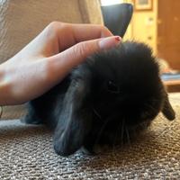 Cucciolo coniglio ariete Minilop