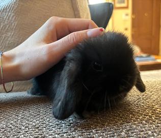 Cucciolo coniglio ariete Minilop