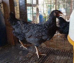 Galline ornamentali