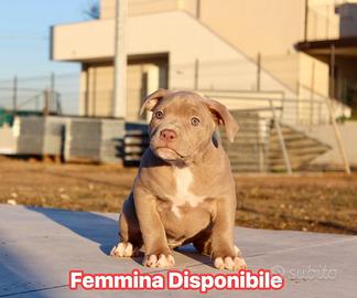 Cucciola pitbull ukc