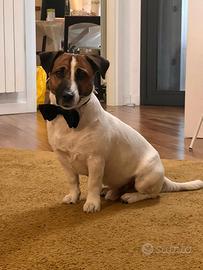 Accoppiamento Jack Russell