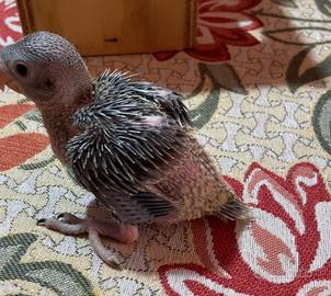 Pulli di parrocchetto dal collare