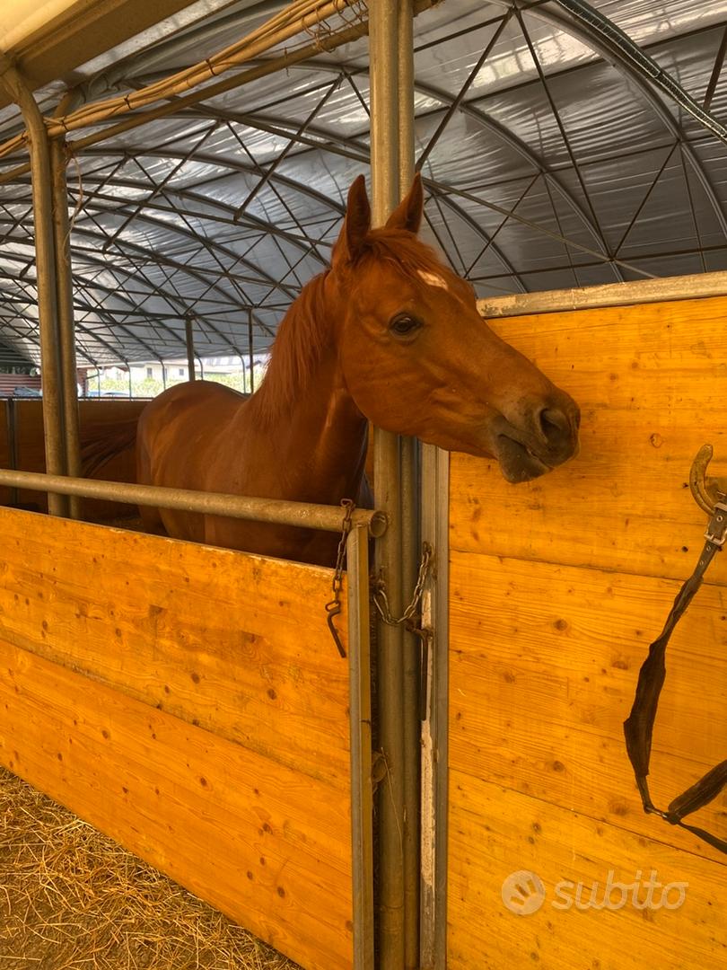 Cavalla PSI - Animali In vendita a Milano