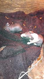 Cavie skinny-cincilla- baby