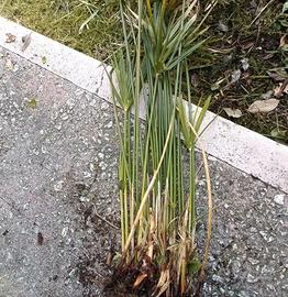 Cyperus involucratus (falso papiro)