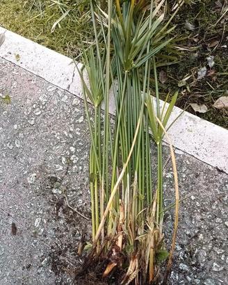 Cyperus involucratus (falso papiro)