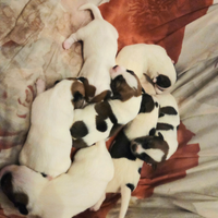 Cucciolata di cagnolini razza jack russell