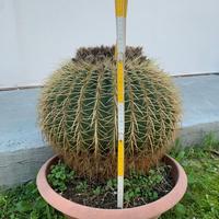 Echinocactus grusonis (Cuscino della suocera)