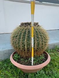 Echinocactus grusonis (Cuscino della suocera)