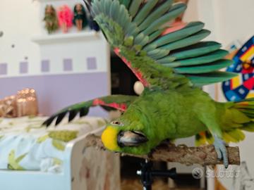 Amazzone fronte gialla