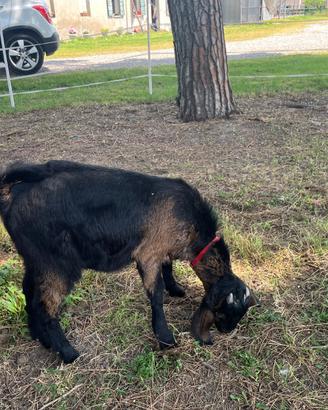 Capretto anglo nubian